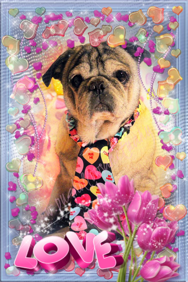 Happy Valentine’s Day! Even if you’re spending it alone, Twister is here to be your Valentine. #ValentinesDay #BeMyValentine #Pug #Twister #DogsofTwitter