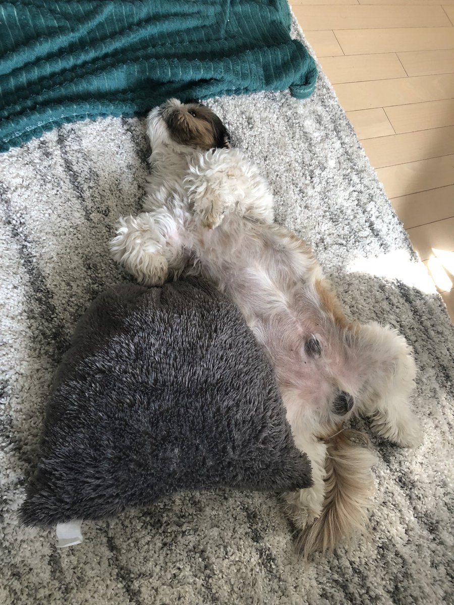 sukasato's tweet photo. são muito fofos aaaaaaa https://t.co/y8ZwTfn5sU
