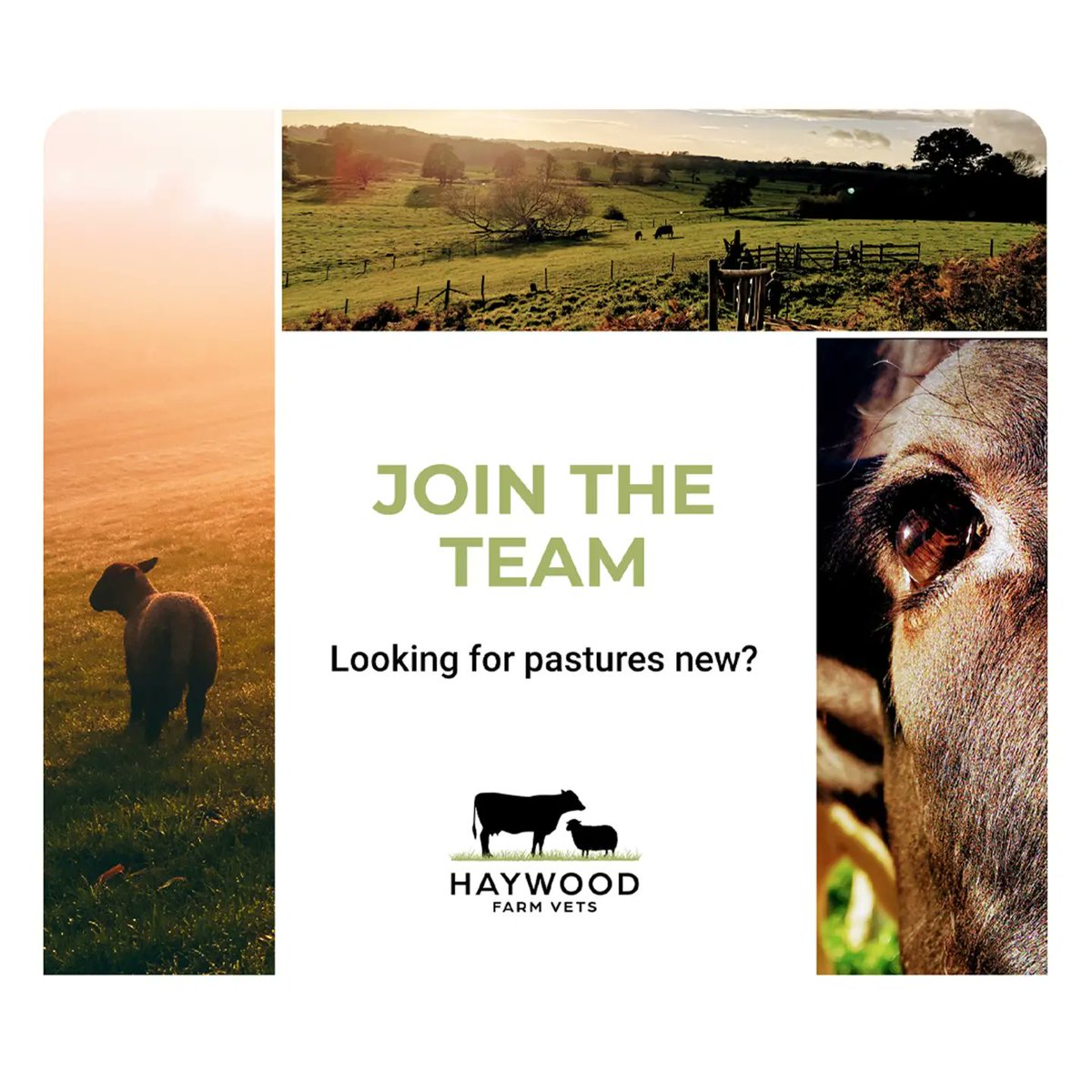 Haywood Farm Vets tweet media