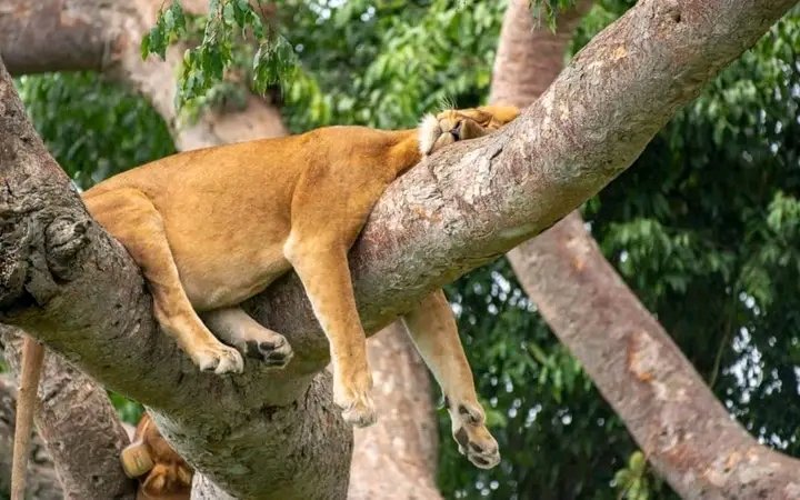 ExcitingClassic's tweet photo. #Why #Lions of #Isasha Sector in Queen Elizabeth National Park Climb Trees:
1. To escape from the heat on the ground, so they look for cool breezes up in the trees while,
2. They climb in order to #spy on Prey from a distance, #Target,and launch Smarter like during the #night. https://t.co/VopjgE64GD