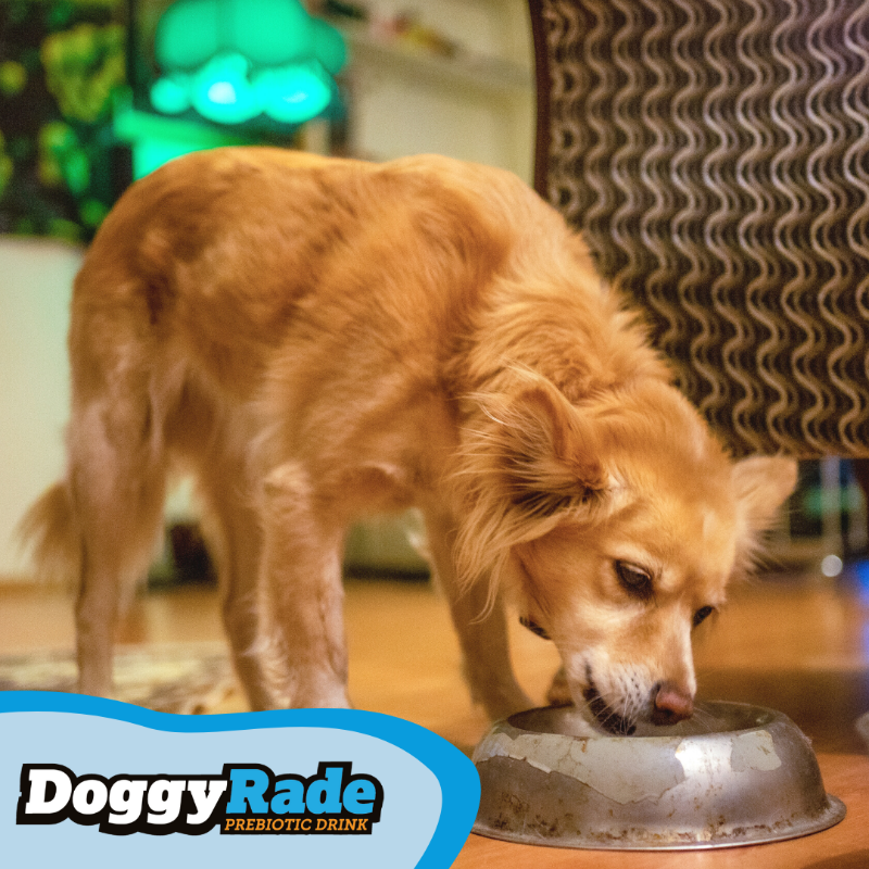 DoggyRade's tweet photo. Have you tried our new DoggyRade Chewies? DoggyRade Chewies are tasty prebiotic chews that support your dog's immune and intestinal health 💙 https://t.co/8uU68utLP6