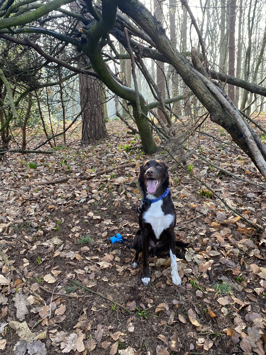 sineadlyons__'s tweet photo. neighbour took my dog out for a 2 hour walk today while i’ve been at work and these pictures she’s sent me of him on his adventures have melted my heart 🥲 (also he looks kinda wired idk) https://t.co/J9Xlc2g3G7