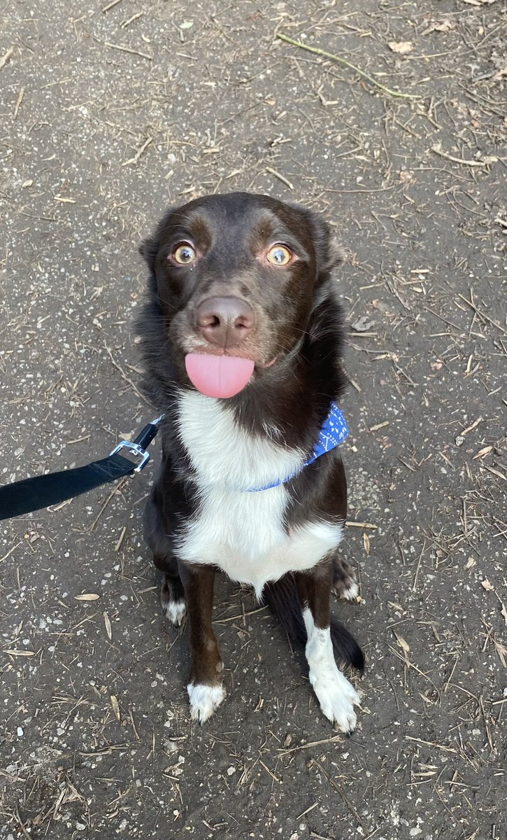 sineadlyons__'s tweet photo. neighbour took my dog out for a 2 hour walk today while i’ve been at work and these pictures she’s sent me of him on his adventures have melted my heart 🥲 (also he looks kinda wired idk) https://t.co/J9Xlc2g3G7