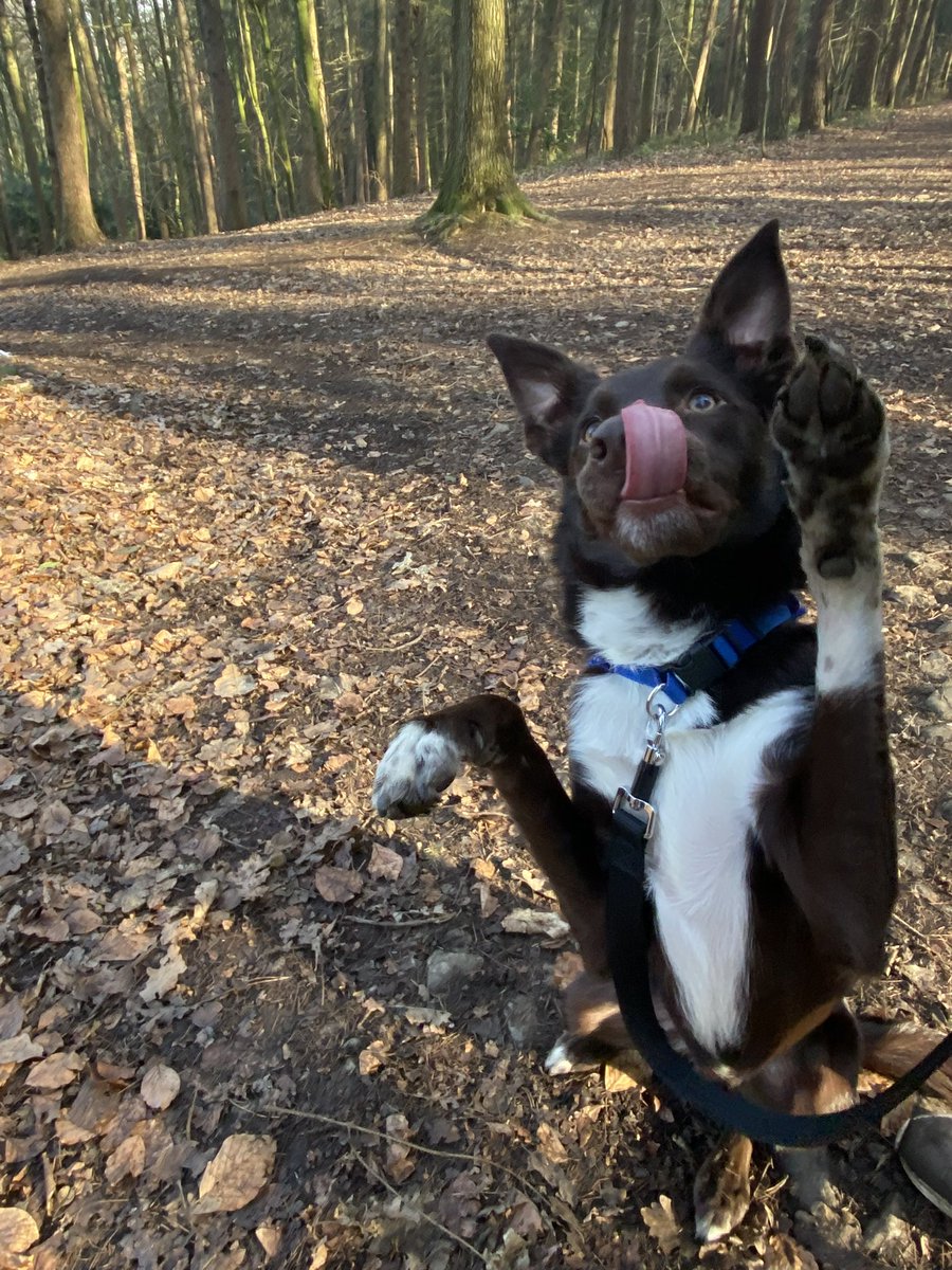 sineadlyons__'s tweet photo. neighbour took my dog out for a 2 hour walk today while i’ve been at work and these pictures she’s sent me of him on his adventures have melted my heart 🥲 (also he looks kinda wired idk) https://t.co/J9Xlc2g3G7