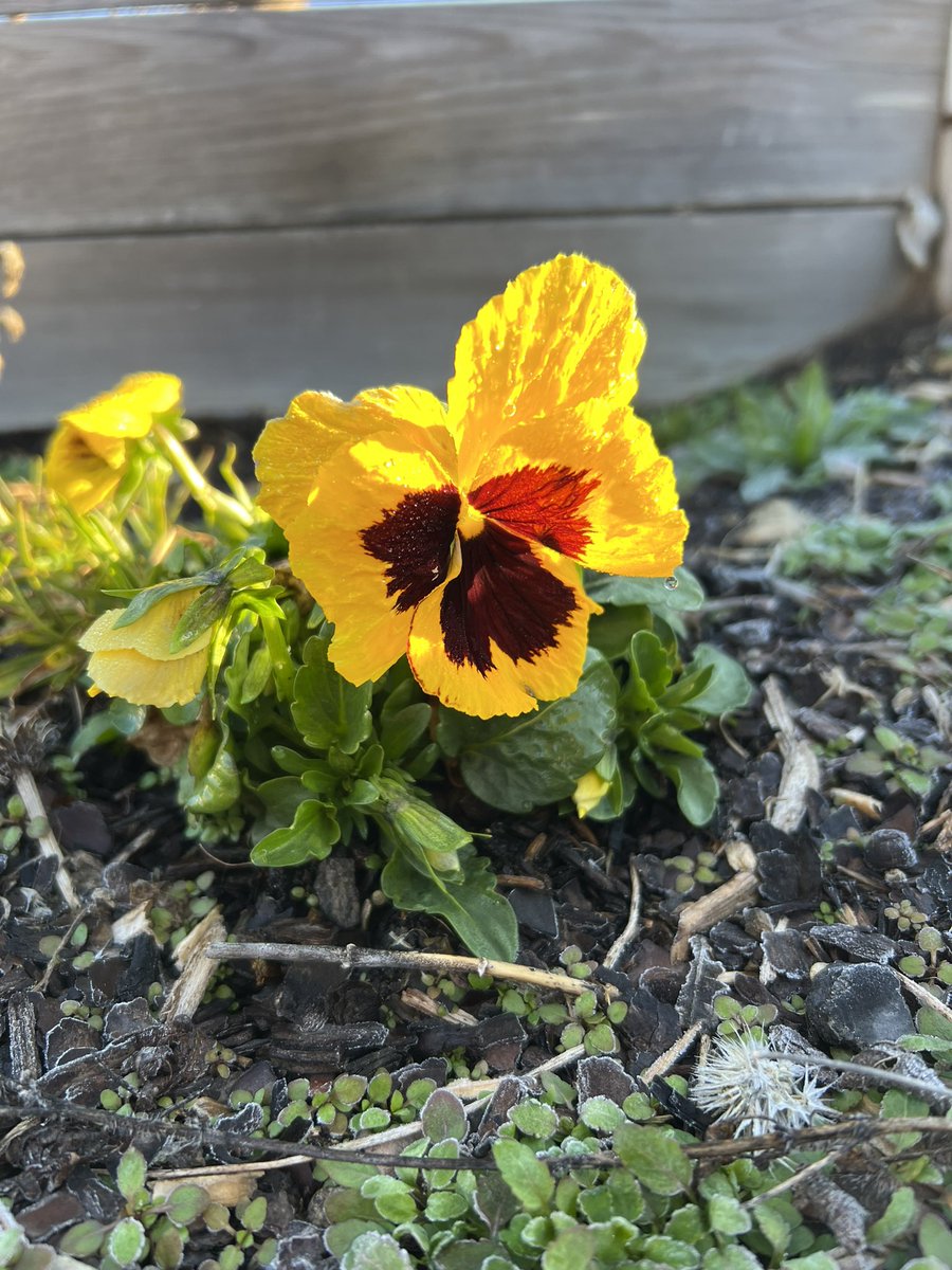 scomorrison's tweet photo. Beautiful day to #teachoutside at the Elon Elementary #schoolgarden! #gardenbasedlearning #enviroed #ElonEd https://t.co/IiOgA5TOl6