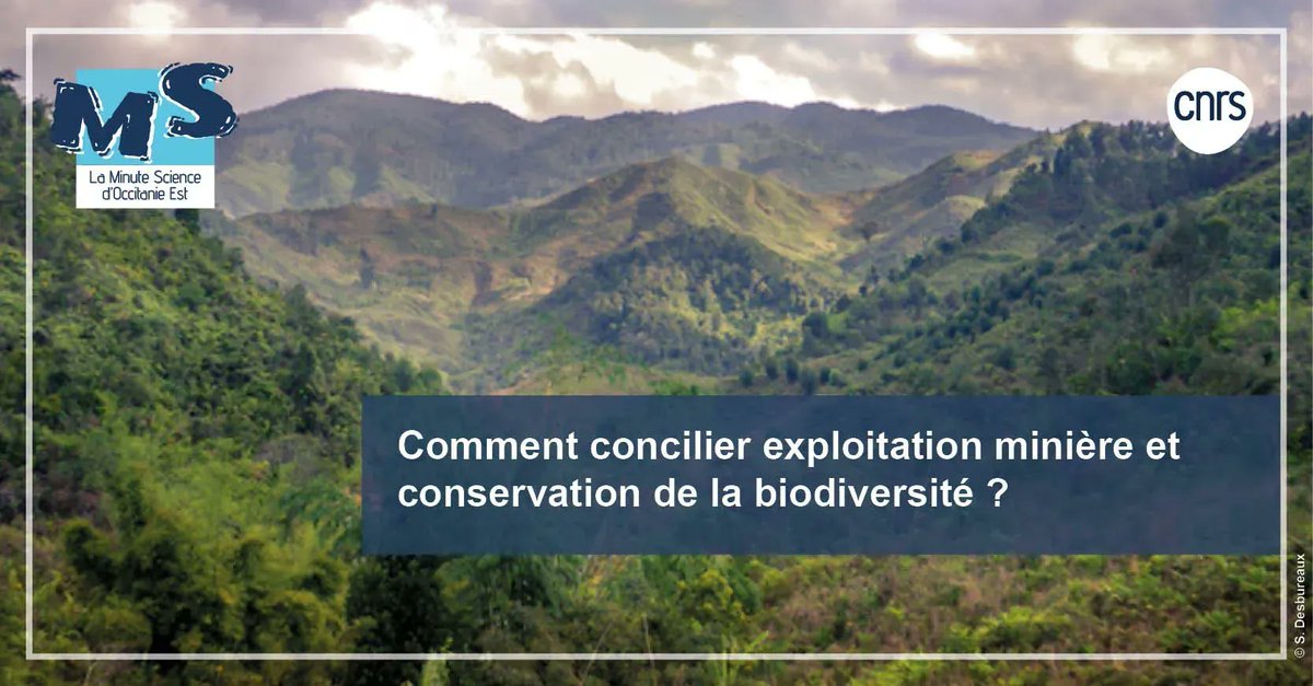 CNRS_OccitaniE's tweet image. 🌳  #MinuteScience | Retour sur la stratégie de " compensation écologique " et son efficacité avec une étude réalisée sur l’une des plus grandes mines de nickel du monde à Madagascar. 

➡️  buff.ly/3CIt5Jm 
 
@CEEMMontpellier @CNRS @umontpellier @INRAE_France