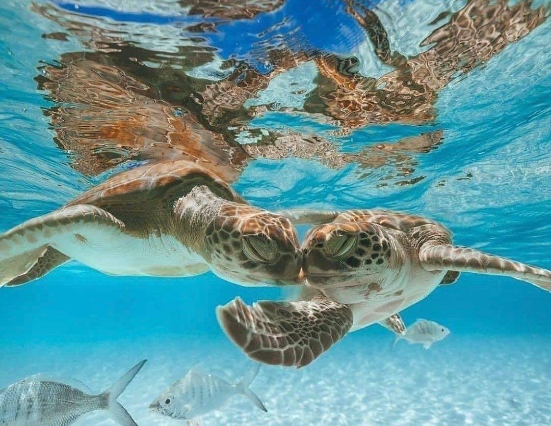 conserveturtles's tweet image. When the Valentine’s mood hits 💙💙💙 Wishing everyone a turtley awesome Valentine’s Day!
Photo credit: Dan Legend