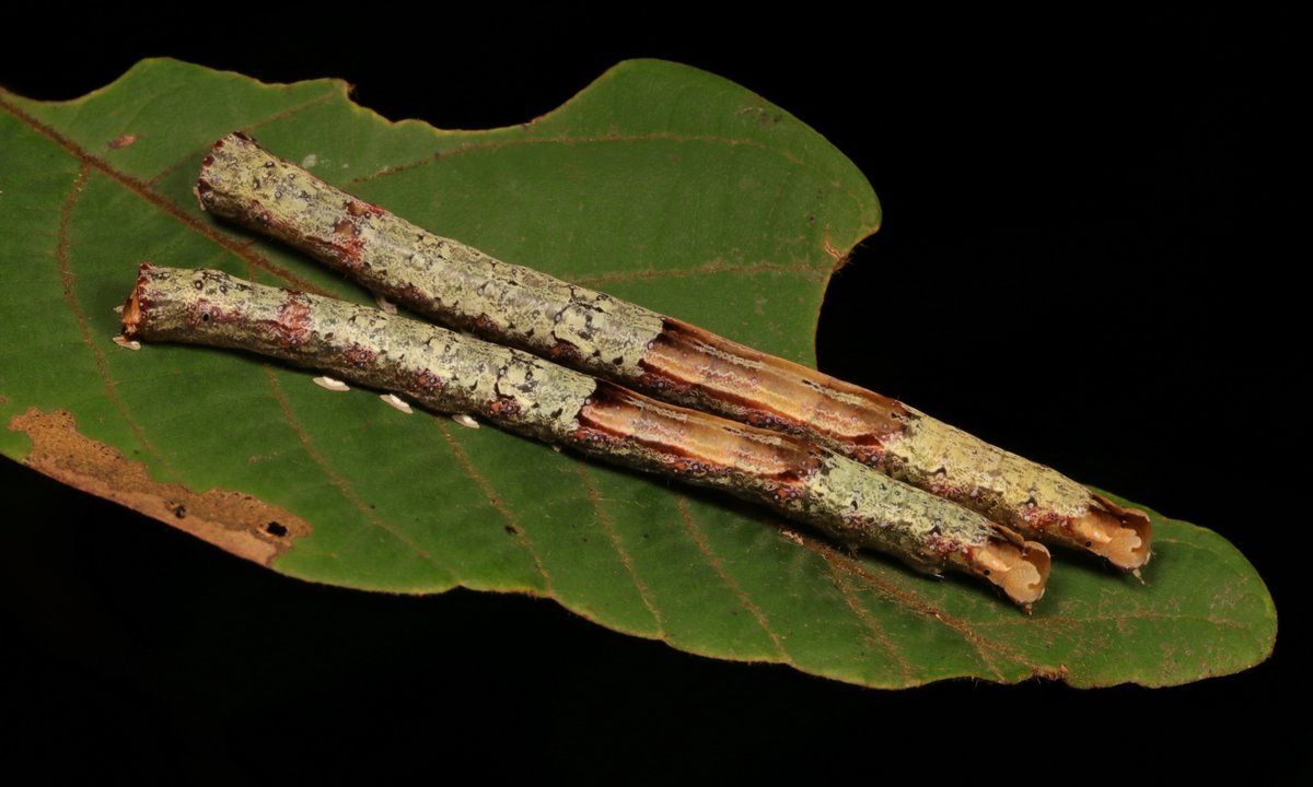 sinobug's tweet photo. "Stripped Bark" Moth Caterpillars (Cephena costata, Erebinae, Erebidae)
https://t.co/S2Bv68Xiyw
#insect #China #Yunnan #entomology #Lepidoptera #itchydogimages #mimicry #crypsis https://t.co/TCJCMvaKda