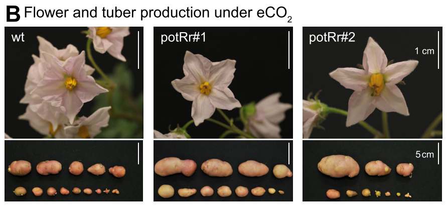 PNASNexus's tweet photo. Researchers working on the potato have swapped out an enzyme at the heart of photosynthesis, Rubisco, for a faster version but only in high CO2 environments. The authors say a 30% increase in spud yield may eventually be possible. In PNAS Nexus: https://t.co/CO9l8gZCBY https://t.co/I7lbe43JLd