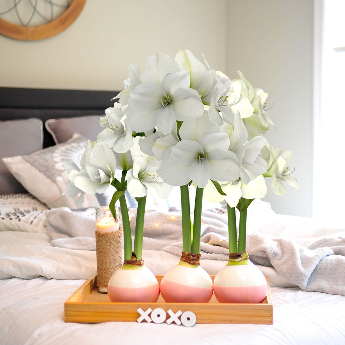 Bloomaker_USA's tweet photo. Happy Valentine's Day! We hope your day is filled with love and happiness. It's never too late to check out our Valentine's Day collection to find the bloom for you! https://t.co/zr65zsrnYx
#Amaryllis #ValentinesDay #GiftIdeas #HomeDecor # Floral #BloomakerAmaryllis #Bloomaker https://t.co/MQ7VWh9XbE