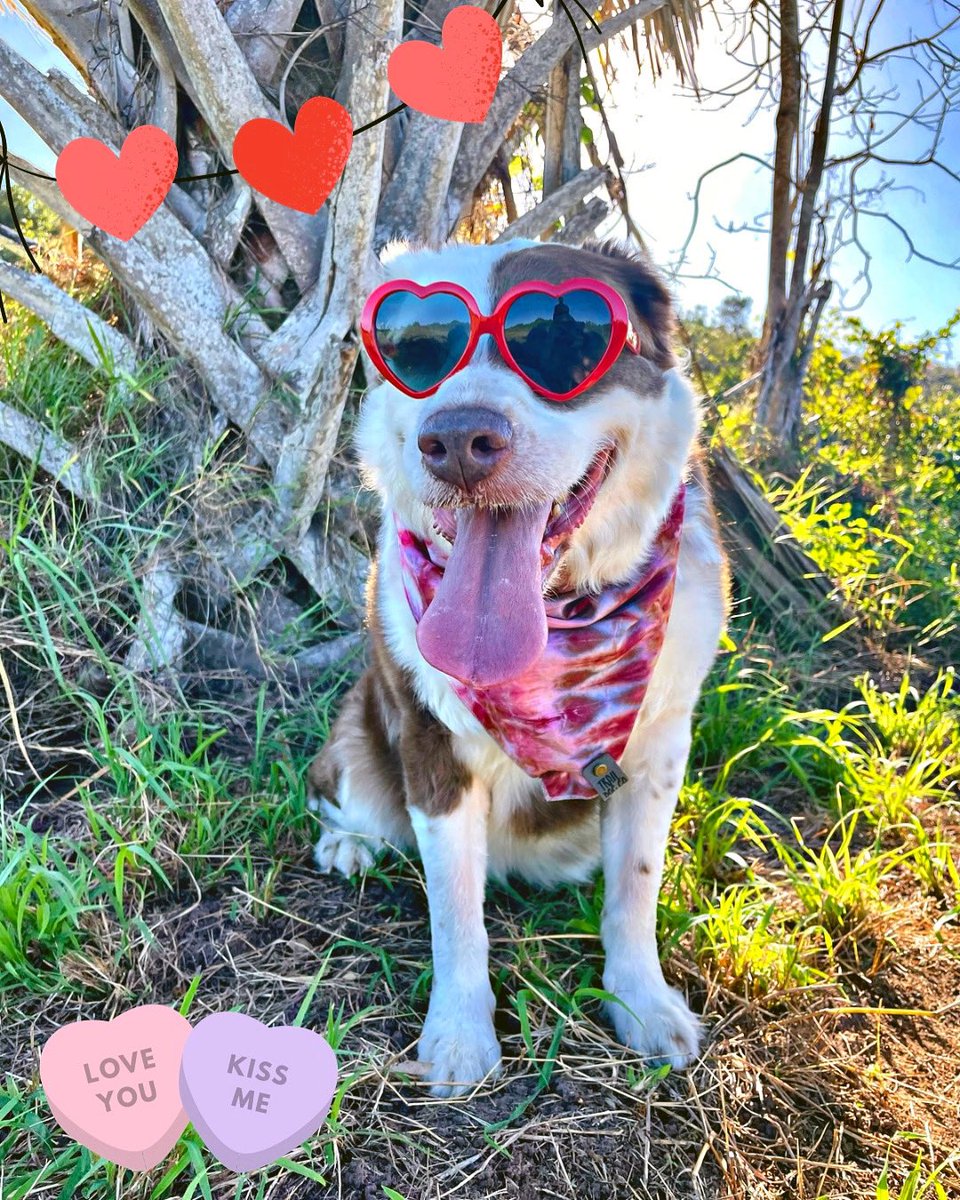 Happy Valentine’s Day! 💕
Cherish and enjoy the moments you share with your love ones, at the end those are the good memories.
❌⭕️❌⭕️ 
#ValentinesDay #dogsoftwitter #Dog #Loveisintheair #twitterdogcommunity #PhotoChallenge2023February