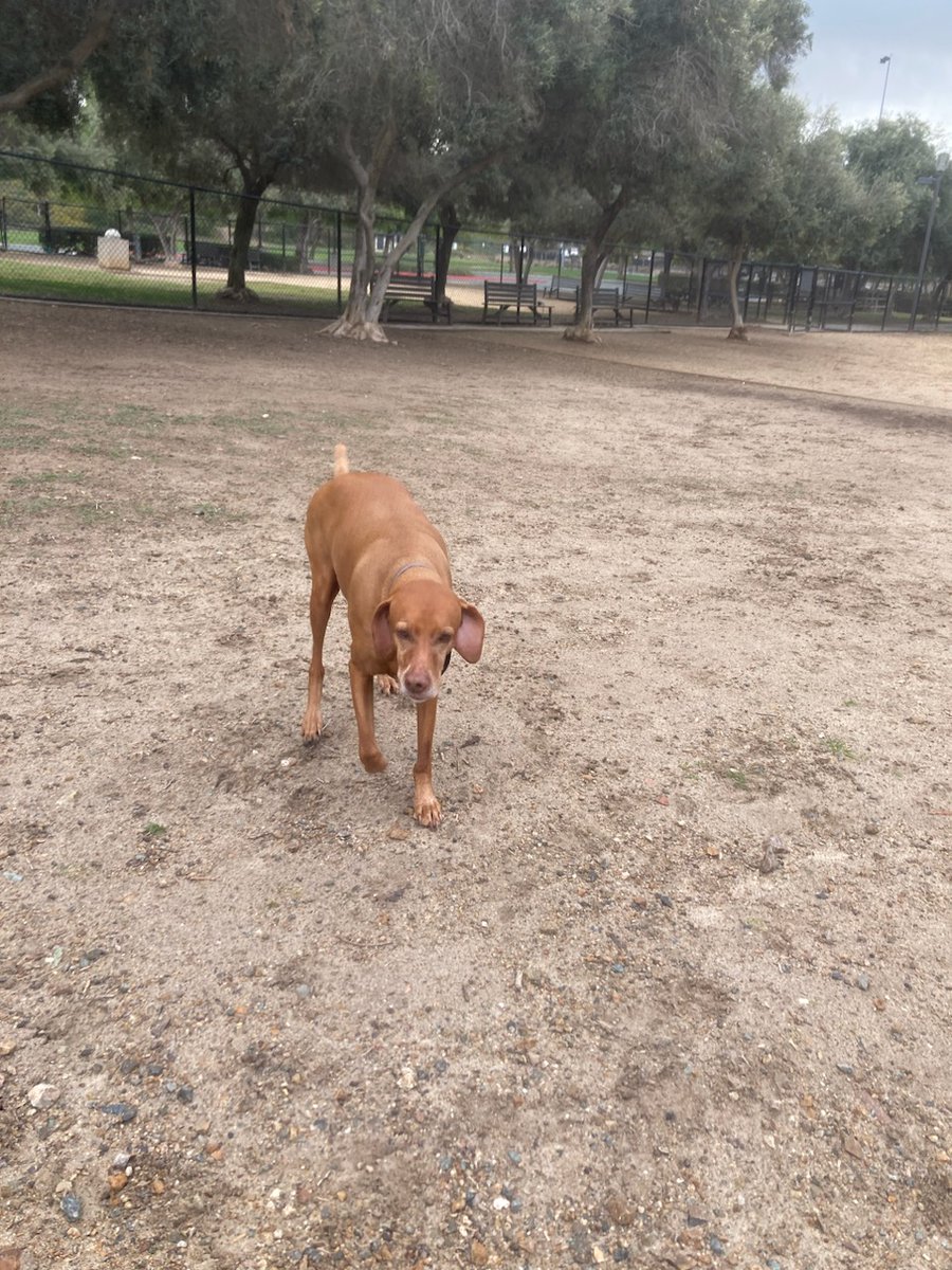 Vizslas are red
Blueberries are blue
Some Valentine's truths
From me to you.
#RockyAndApollo