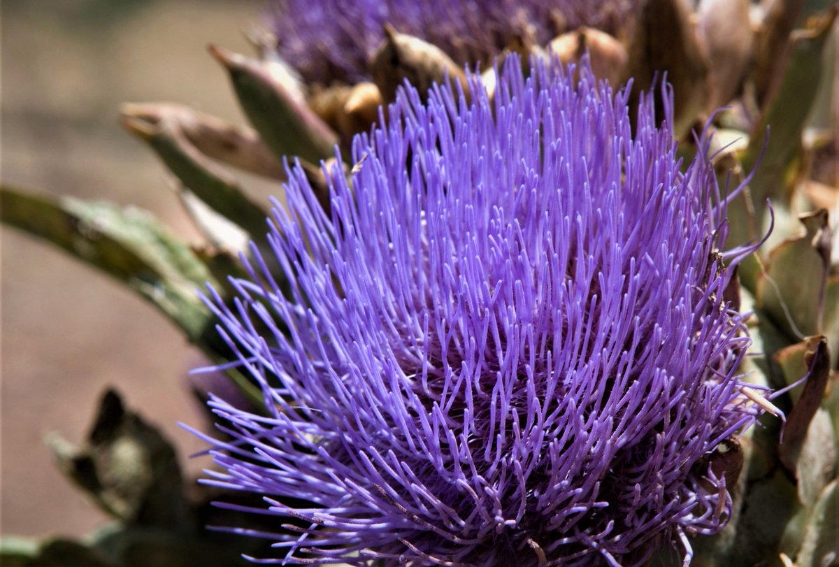 Turismo_Guia's tweet photo. Con el mismo amor con el que se recolecta esta flor y se hacen a partir de ella deliciosos quesos de flor les deseamos un bonito día de #SanValentín 💘
#DescubreGuía #SantaMaríaDeGuía #GranCanaria #MuchoPorVivir
#FlorDeCardo #QuesoDeFlor #QuesoDeGuía https://t.co/hqSMEZHed7