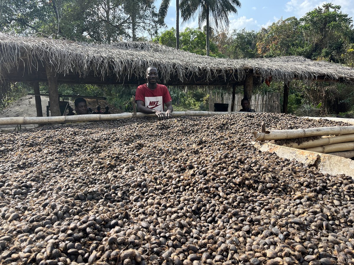 eleaFoundation's tweet photo. J-Palm Liberia deploys mini palm-fruit-mills in remote rural areas to reduce processing time and waste for smallholder farmers. It buys the oil for bulk sales and its own beauty brand – thereby sourcing globally demanded sustainable oil from previously unharvested trees. https://t.co/WbI6w4dv23