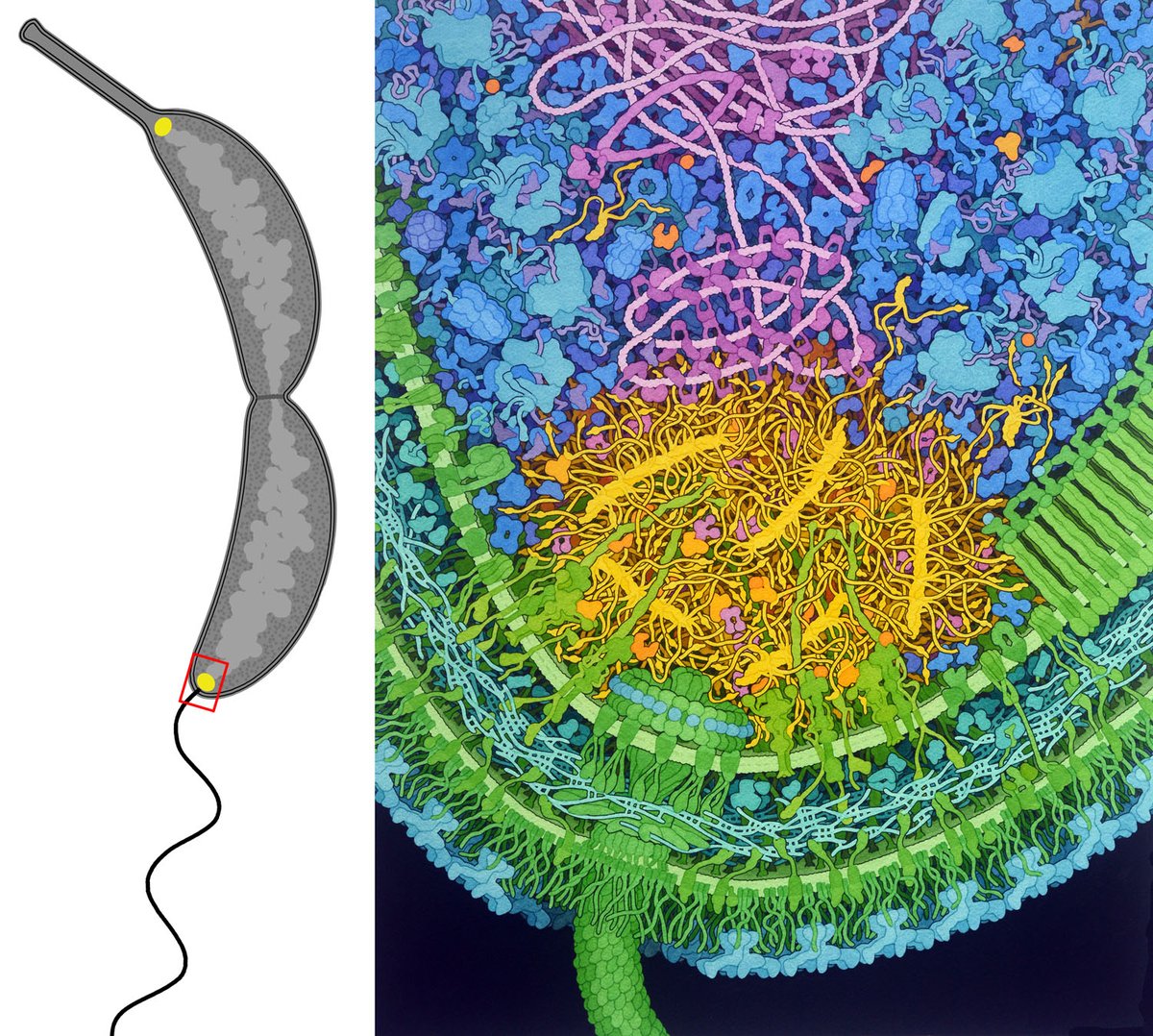 David S. Goodsell π³οΈβπ (@dsgoodsell) on Twitter photo Keren (<a href="/LaskerKeren/">Keren Lasker</a>) and I describe the science behind our recent Caulobacter illustration in "Integrative Visualization of the Molecular Structure of a Cellular Microdomain", now online ahead of print at Protein Science: onlinelibrary.wiley.com/doi/full/10.10β¦ Keren (<a href="/LaskerKeren/">Keren Lasker</a>) and I describe the science behind our recent Caulobacter illustration in "Integrative Visualization of the Molecular Structure of a Cellular Microdomain", now online ahead of print at Protein Science: onlinelibrary.wiley.com/doi/full/10.10β¦