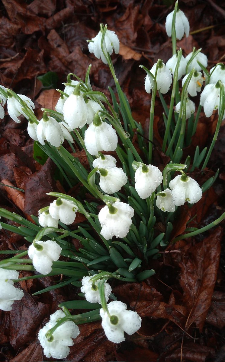Celiawood18's tweet photo. Snowdrops growing in their natural habitat. 
#Spring #Snowdrops https://t.co/FjIrvSNXzs