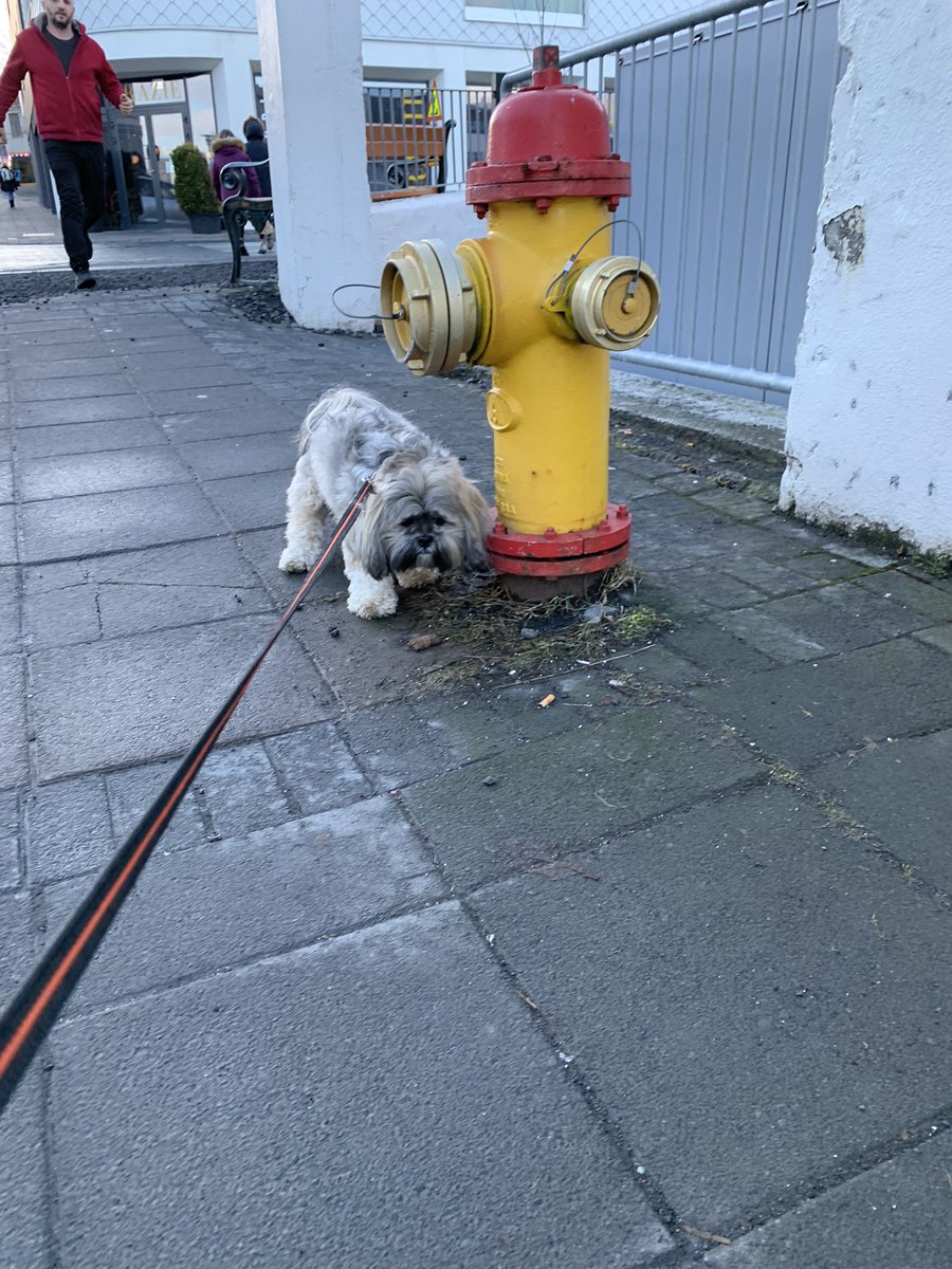 Hér er ein sem var að fatta að hún er ekki í ævintýragöngutúr heldur á leiðinni í klippingu