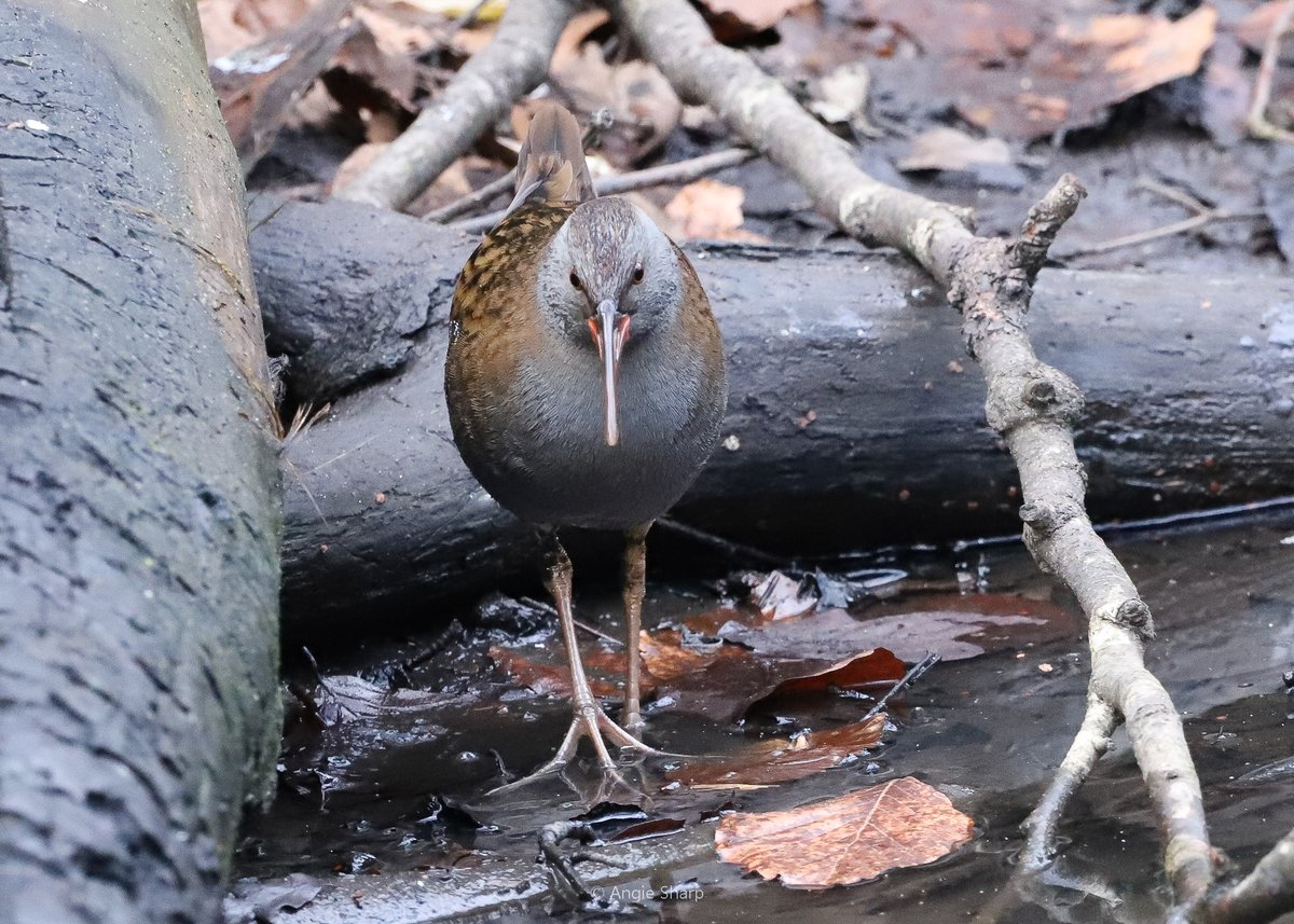 aswildlifepics's tweet photo. Water Rail @ Sefton Park. A first for me! @rspbliverpool #TwitterNatureCommunity https://t.co/64expcLJ8J