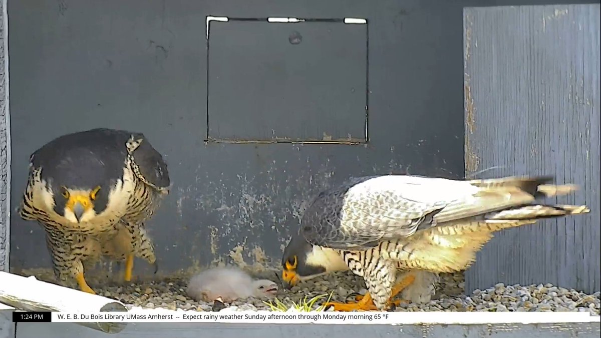 Caw me, maybe?🎶🥰

To attract a mate, falcons perform courtship displays: a series of behaviors including head bows, aerial displays, scraping of the ground, and beaking (playfully nipping at each other). (1/2)

#ValentinesDay