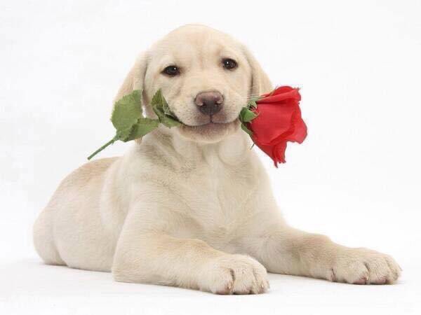 Guide Dog Sergeant & RGD Verity RIP tweet media