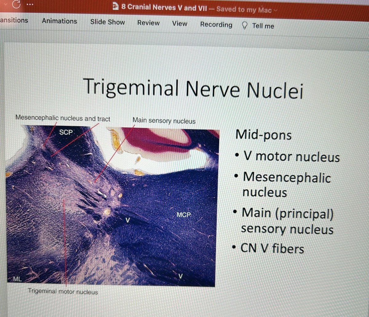 My first tweet goes out to the one, the only, the TriJeninal Nerve!! Named after me of course. We are currently learning about Cranial nerve 5 in my Neuroanatomy class. #anatomy