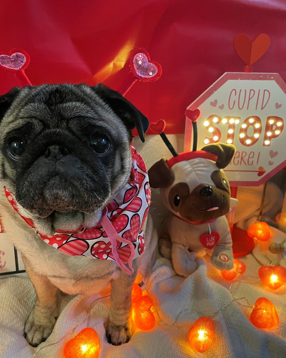 Pets4PeteTulsa's tweet photo. Join us this Valentine’s Day for  💘 Pugs and Hershey’s Kisses 💘 in the OSU-Tulsa Student Union from 12-1 p.m.! 

Come say hello to our handler Kelsey and her sweet boy, Augustus the Pug! They will be handing out Hershey’s Kisses for you to take home. https://t.co/oArP9zX0iS