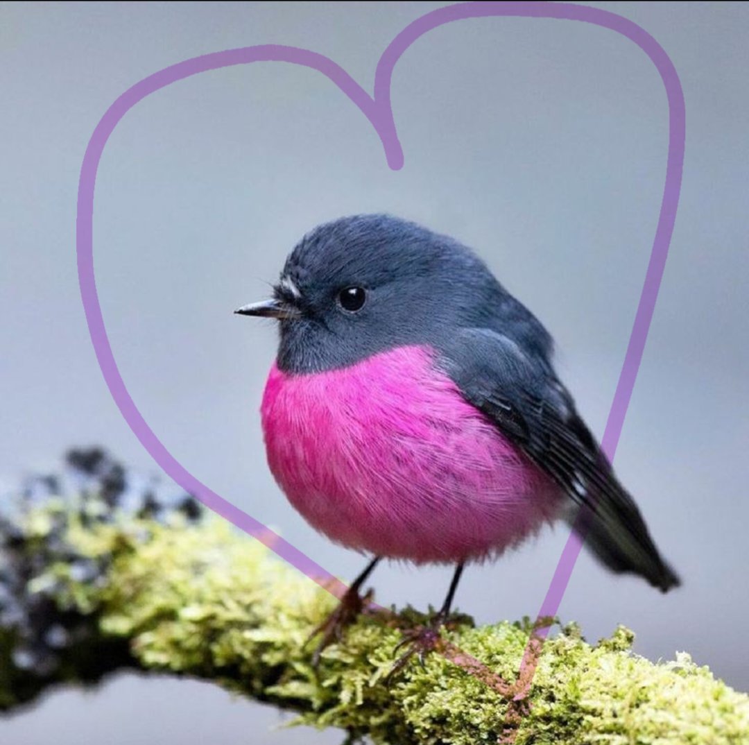 The Australian Pink Robin for you today!🩷
#ValentinesDay 
#love
#lovenature