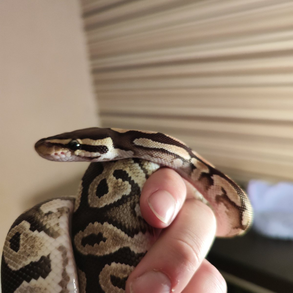 georgias_python's tweet image. Say hi to Eddie everyone. My baby (10 month) pastel phantom ball python.
#royalpython #ballpython #snake #reptilerescue