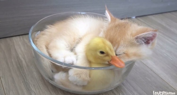 piinkibun's tweet photo. bestfriends https://t.co/iwwggSmaMh