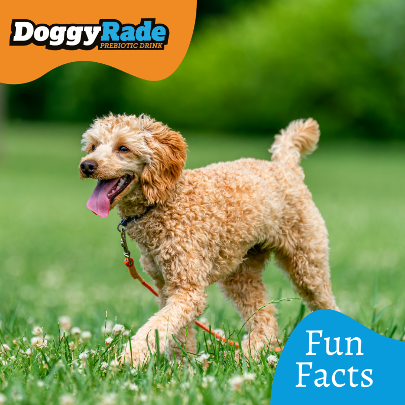 DoggyRade's tweet photo. Did You Know? Yawning is contagious for dogs too 🐕 Research shows that the sound of a human yawn can trigger one from your dog! https://t.co/ftywLtmYys