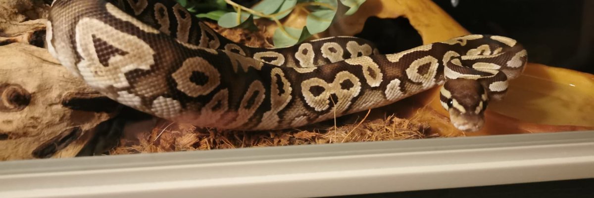 georgias_python's tweet image. Eddie loves his new vivarium.
Very happy snake 🐍
#FYP #ballpython #snakesoftwitter #royalpython #reptiles