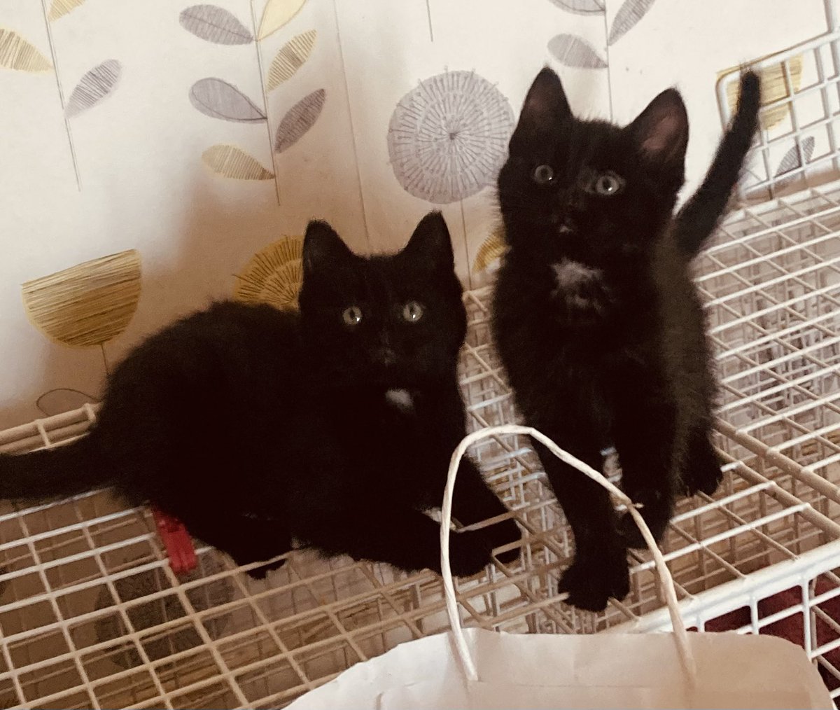 BlueFruit's tweet photo. @JustMissEmma Salem and Lucifer hope you feel better soon 🐾❤️ https://t.co/o3ZrMLtHyo
