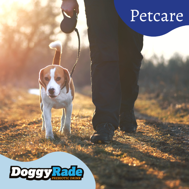 DoggyRade's tweet photo. Top Petcare Tip: Neutering your pet can lead to them having fewer behaviour and disease related problems 🐾 https://t.co/5A7ow2rd7N