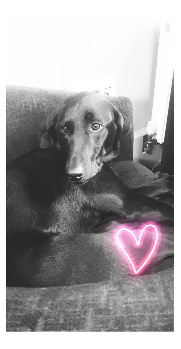 ❤️🐾 #valentinesday2023 #chiefofficerofmischief #officedog #northeast 🐾❤️