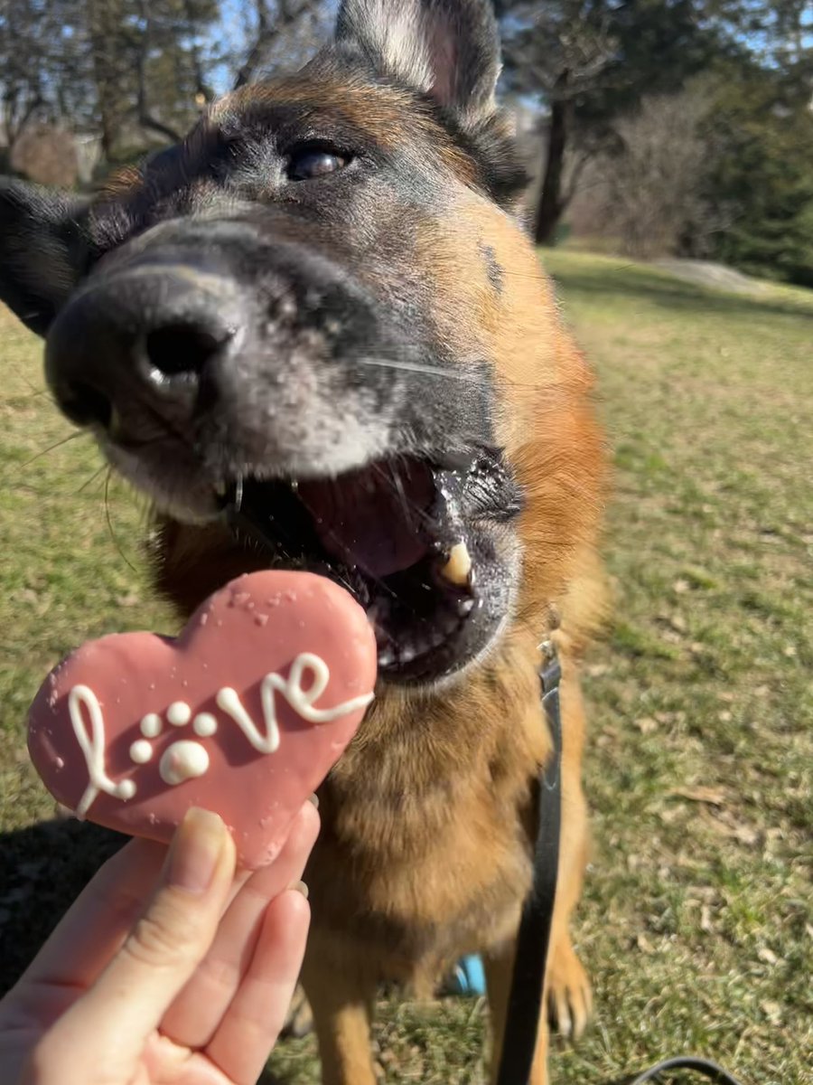 May as well post my favorite on this day of love ❤️ #ValentinesDay #dogs #dogsofnyc  #ValentinesDaydog