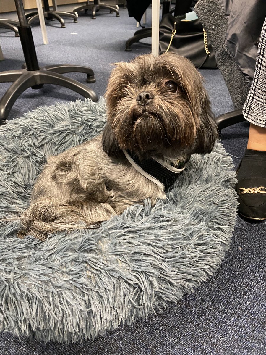 NBHSpsychealth's tweet photo. We had a special visitor in Y13 Health today 🐶🐶🐶@NBHSPerformArt do you know anything about this? #legallyblonde #schoolshowtime https://t.co/hN6KQBwd81