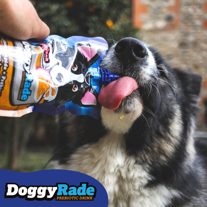 DoggyRade's tweet photo. Wapi from two.bear.brothers enjoying some DoggyRade 💙 Have you tried DoggyRade yet? https://t.co/yOII0qbVII