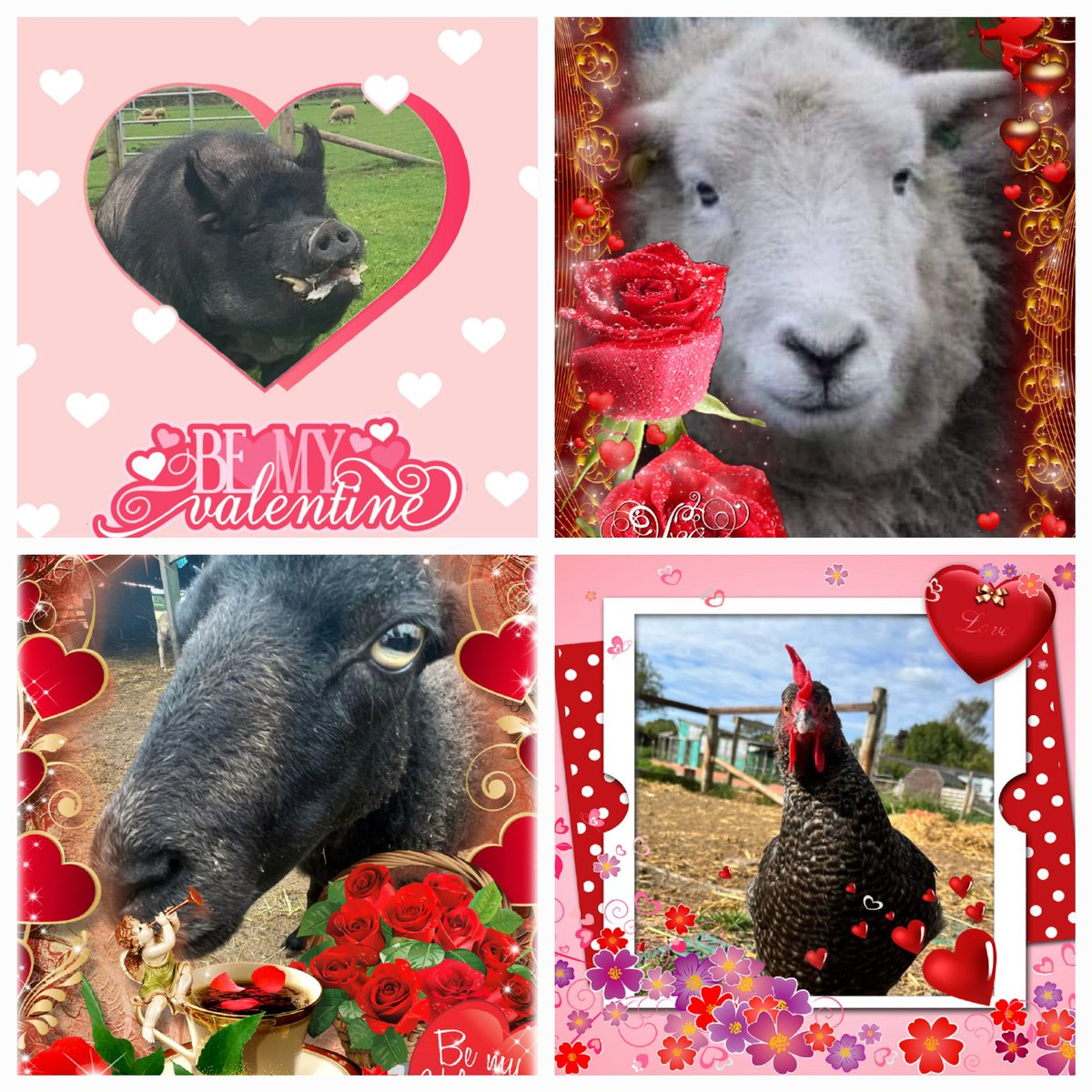 fars_sanctuary's tweet image. For caring about their wellbeing &amp;amp; taking them to your hearts, our animals love you 🤗 For sharing our values, understanding our work &amp;amp; supporting our team, WE love you 🤗 #HappyValentinesDay friends, from #TobyPig #CloudSheep #AmosSheep #DoraChicken, from us, from everyone 💘