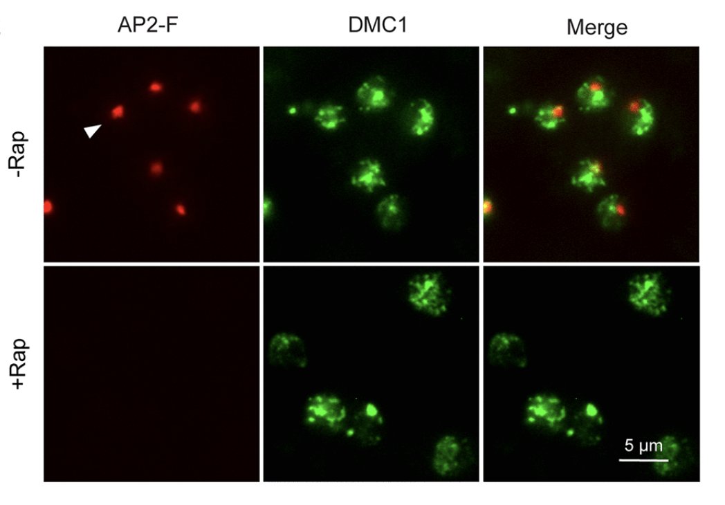 striepenlab's tweet photo. Have a look at our new paper developing conditional gene excision in Cryptosporidium to study transcription factors and break parasite lifecycle progression. Great job Jayesh Tandel @DrKatelynWalzer and friends! @TrendsParasitol @pennbgs @pennvet  https://t.co/yRtUsDsw3t https://t.co/kTmdmU6zMu