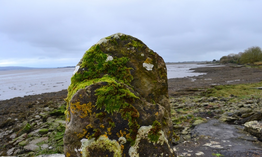 The Shannon Estuary (10 02 23) at Beagh Castle which dates back to the early 13th century.

The importance of the Shannon is highlighted in this strategic &amp; defensive outpost which it is believed was built on a former Viking settlement where a chapel existed as early as the 800s.