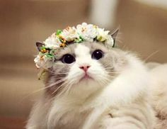 🌼your valencat has arrived