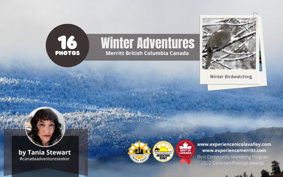 NicolaTourism's tweet photo. (16 Photos) Magical outdoor winter adventure in Merritt, BC, Canada. Explored by Experience Nicola Valley Blogger Tania Stewart.
***
https://t.co/nTdwLbhPf7
***
#experiencemerritt #merritmatters #winter #outdoors #snowgames #merritbc #experiencenicolavalley #explorecanada https://t.co/Otj2JMuU6d