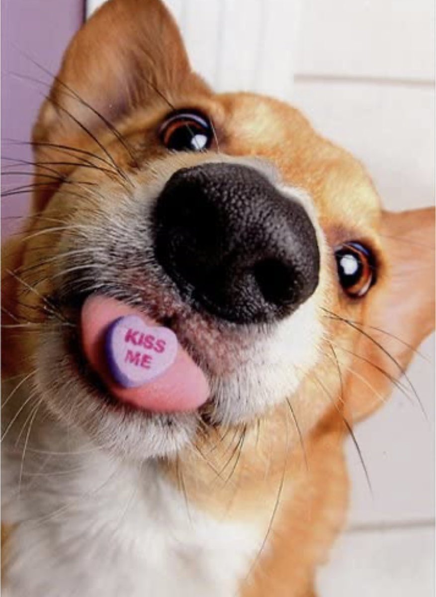 Philadoptables's tweet photo. On behalf of your best furry friend, HAPPY VALENTINES DAY ❤️❤️❤️ #ValentinesDay #HappyValentinesDay #mydogismyvalentine #mycatismyvalentine #weloveLOVE https://t.co/4SahUJeVMN