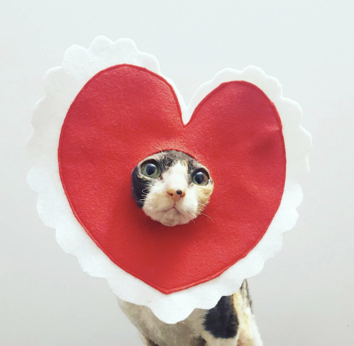 Philadoptables's tweet photo. On behalf of your best furry friend, HAPPY VALENTINES DAY ❤️❤️❤️ #ValentinesDay #HappyValentinesDay #mydogismyvalentine #mycatismyvalentine #weloveLOVE https://t.co/4SahUJeVMN
