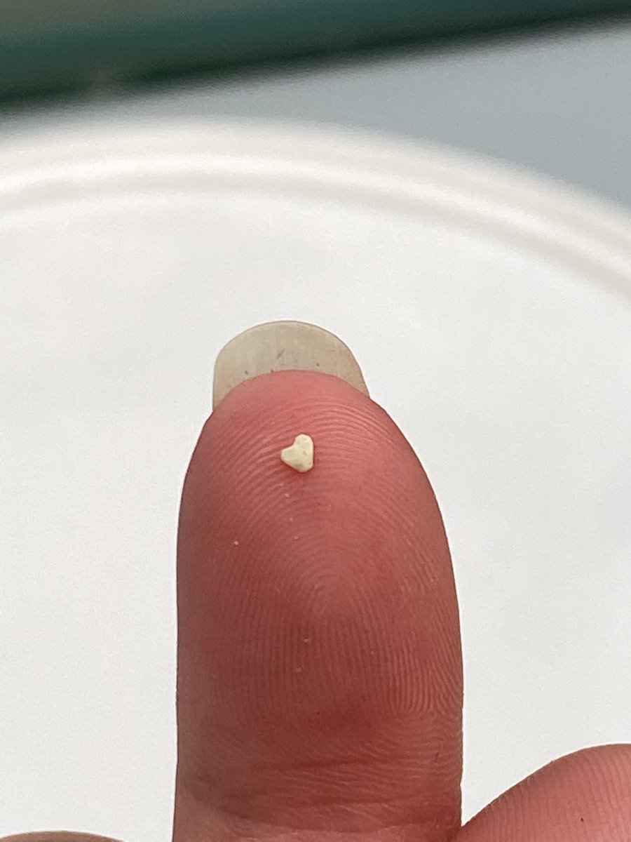 In the spirit of Valentine’s Day, here’s a grain of sand I found that looks like a heart while I was doing my masters project🫶🏻
