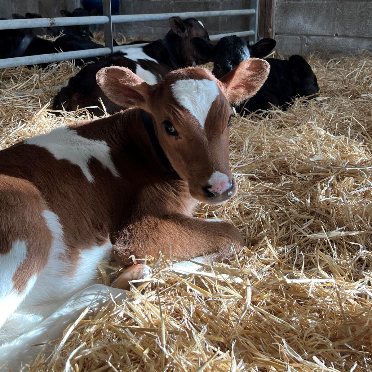 Callestick Farm Ice Cream tweet media