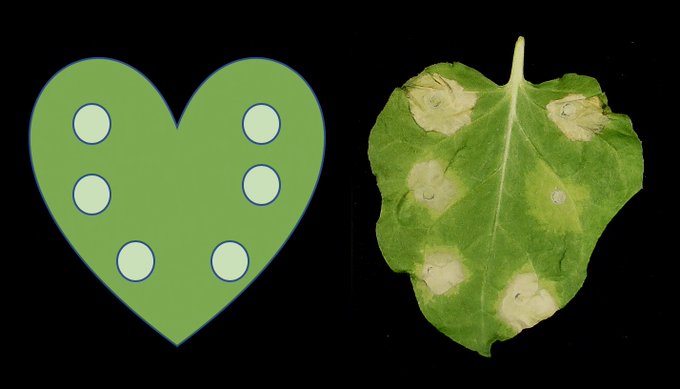 Happy Valentines Day ❤️ to all the pathogen effector lovers out there 😻

More details here: biorxiv.org/content/10.110…