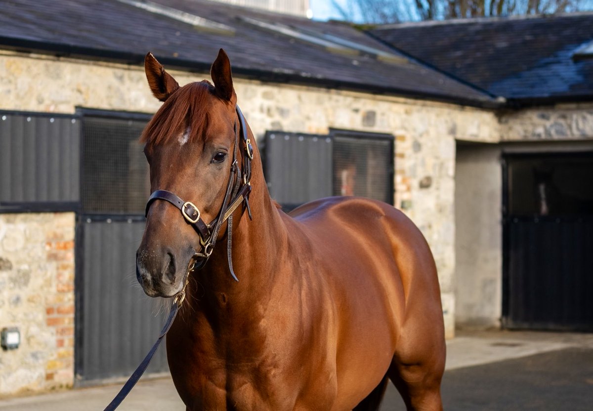 amoracingltd's tweet photo. Love ❤️ is in the air around the world 🌍 today and we’re so excited to see the super-handsome and high-class Persian Force embark on the next stage of his career @HoStud 🙌 https://t.co/5BODDx73oL