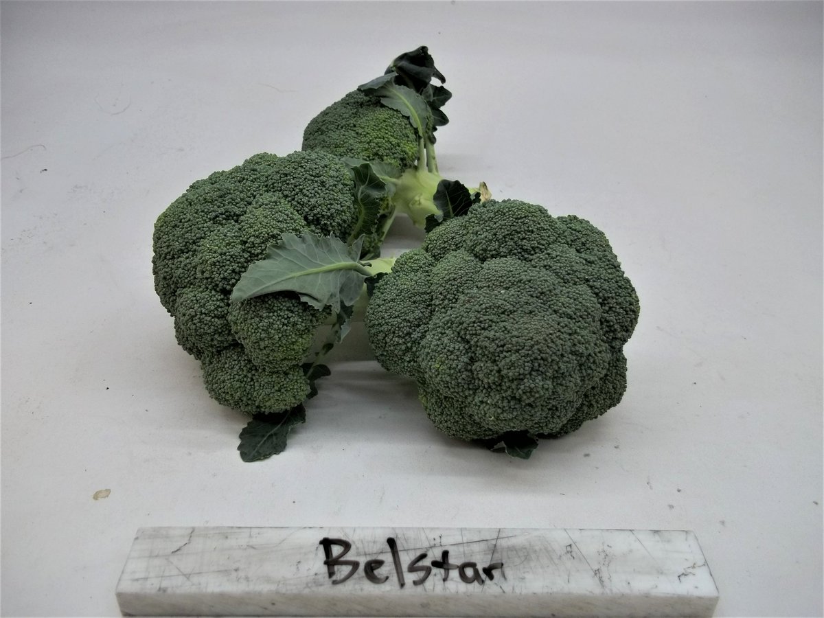SROCHort's tweet photo. Roses are red,
Broccoli data abound. 
We partnered with @UMNExt and @SeedLinked,
Read what we found!

https://t.co/Ef2S3qFbiO https://t.co/NzzXfrCECl