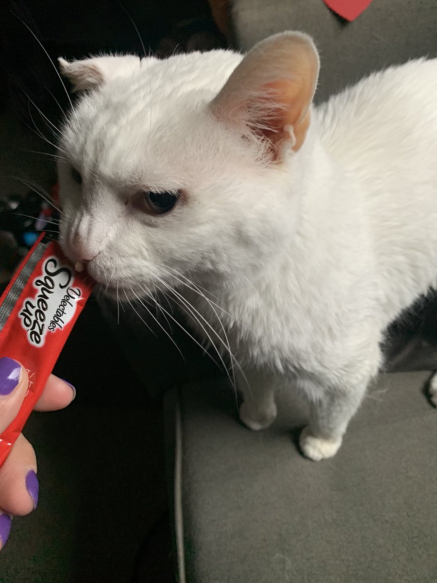 SpikeTheNene's tweet photo. Birthday snacks. Big 2-0 !#CatsOfTwitter https://t.co/gFKxkjYOt1
